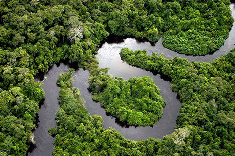 Resultado de imagem para fotos da amazonia